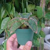 no.4【送料無料】Sansevieria sp. Mafinga Tanzania Dragon サンスベリア ドラゴンウィング