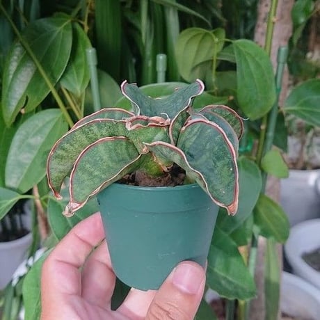 EMP サンセベリア Dragon glow ドラゴングロー / SA388 EMP サンセベリア Dragon glow ドラゴングロー / SA388 - メルカリ