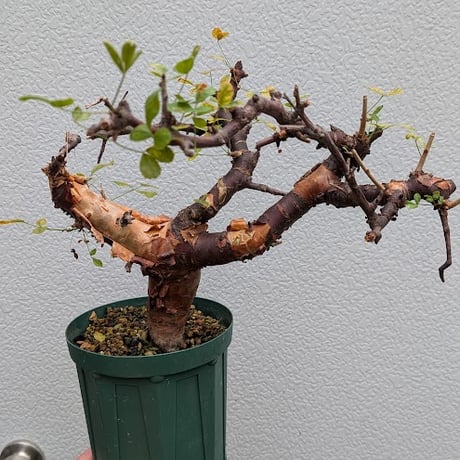 コミフォラ ボラネンシス 2 Commiphora boranensis