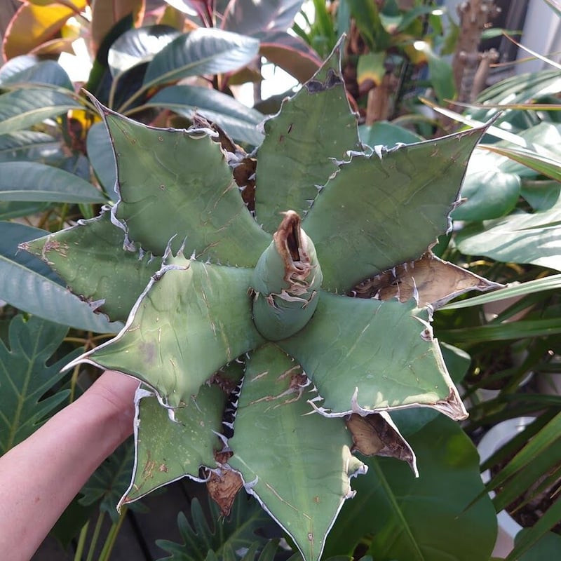 アガベ チタノタ オアハカ Agave titanota Oaxaca 8 【訳あり アガベ チタノタ オアハカ Agave titanota Oaxaca 8 【訳あり