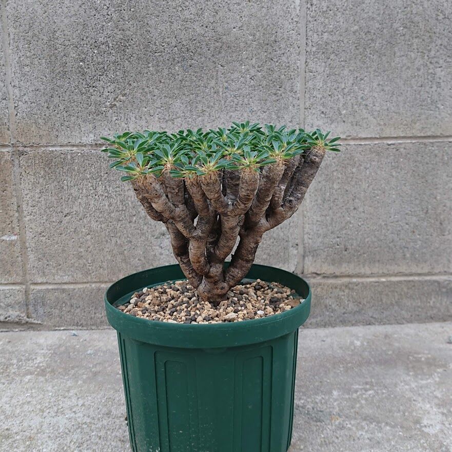 ユーフォルビア ギラウミニアナ Euphorbia guillauminiana | Mell
