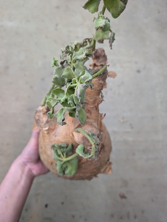 キフォステンマ マクロプス 2 Cyphostemma uter macropus 【発根済】