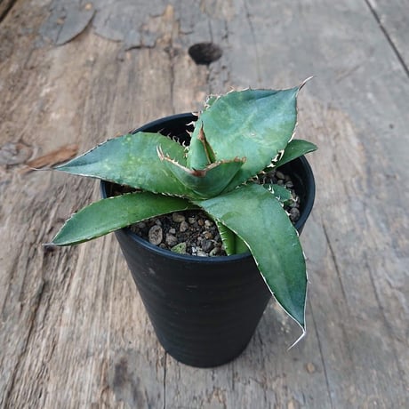 no.2 アガベ チタノタ Agave titanota 【送料全国一律500円】