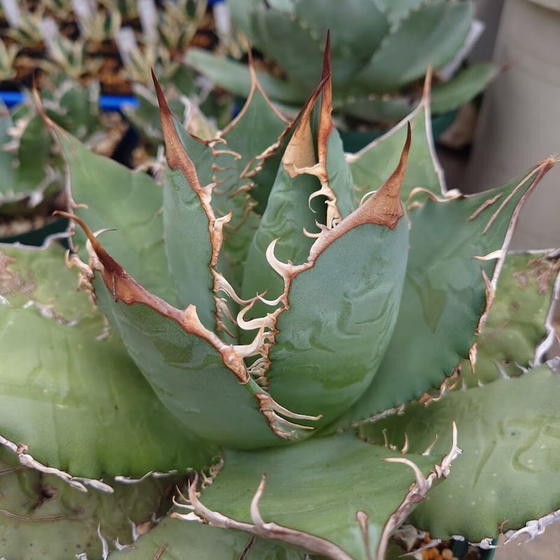 アガベ チタノタ オアハカ Agave titanota Oaxaca 20 | Mellow アガベ チタノタ オアハカ Agave titanota Oaxaca 20 | Mellow