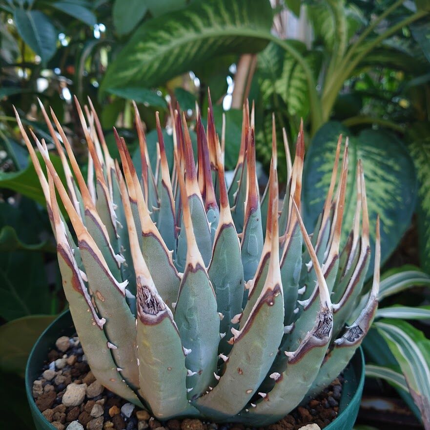 アガベ ユタエンシス ネバデンシス 8 Agave uthaensis var