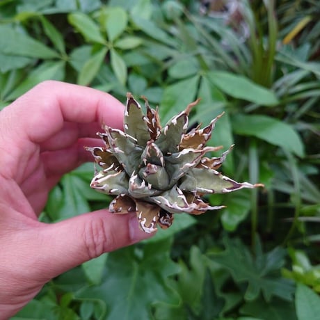 アガベ ユタエンシス ネバデンシス YN2 Agave uthaensis var. nevadensis