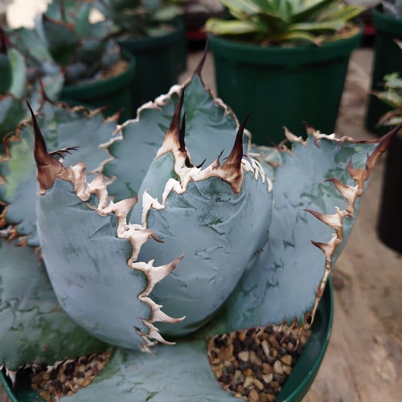 アガベ チタノタ ライオンズメーン ライオンズメイン \"Lions mane\" アガベ チタノタ ライオンズメーン メイン Agave titanota