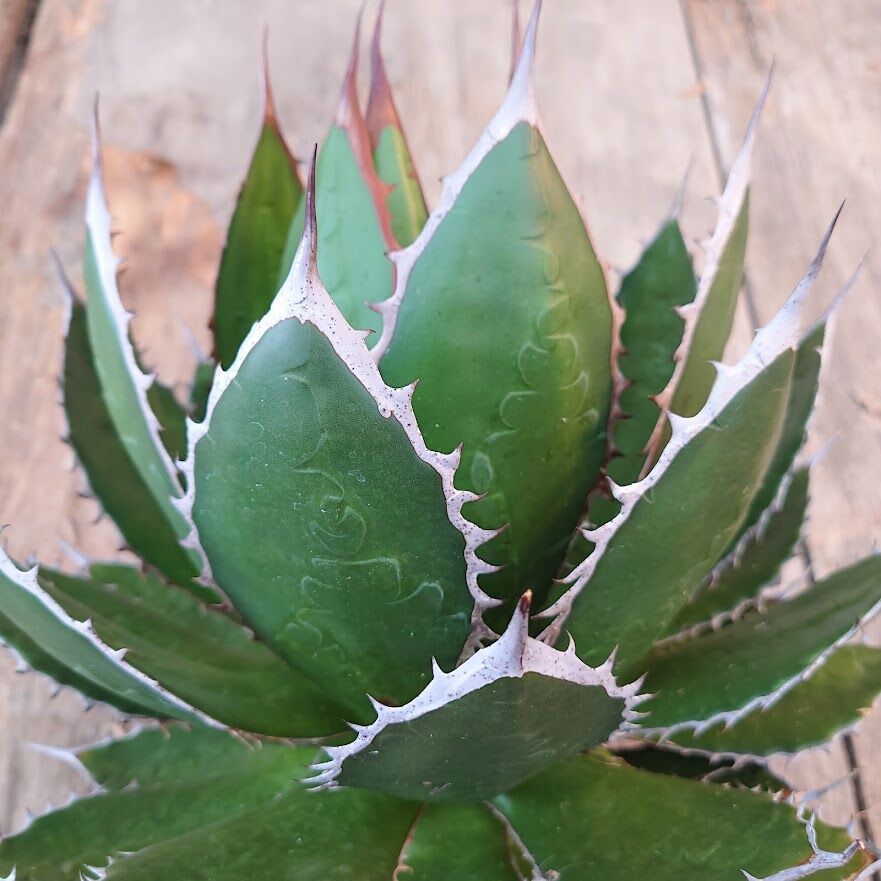 Agave アガベ ホリダ 短葉 ドワーフ 陽炎タイプ胴切株 子株7つ ギルベイ Agave アガベ ホリダ 短葉 ドワーフ 陽炎タイプ胴切株 子株7つ