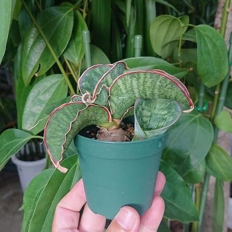 no.2 Sansevieria sp. Mafinga Tanzania Dragon サンスベリア ドラゴンウィング