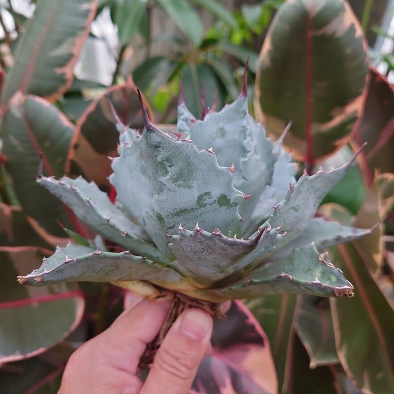 アガベ パラサナ グローブ agave parrasana globe P2 | Mellow