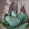 アガベ パリー トランカータ agave parryi truncata 1