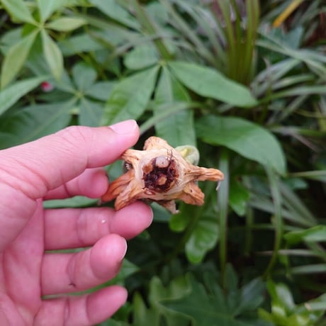 アガベ ユタエンシス ネバデンシス YN1 Agave uthaensis var. nevadensis
