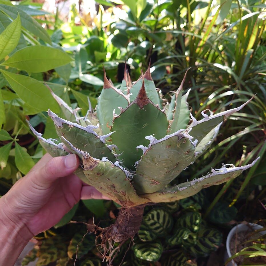 アガベ チタノタ オアハカ Agave titanota Oaxaca 20 | Mellow