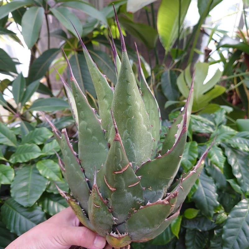 アガベ ジェントリー ジョーズ agave gentryi 