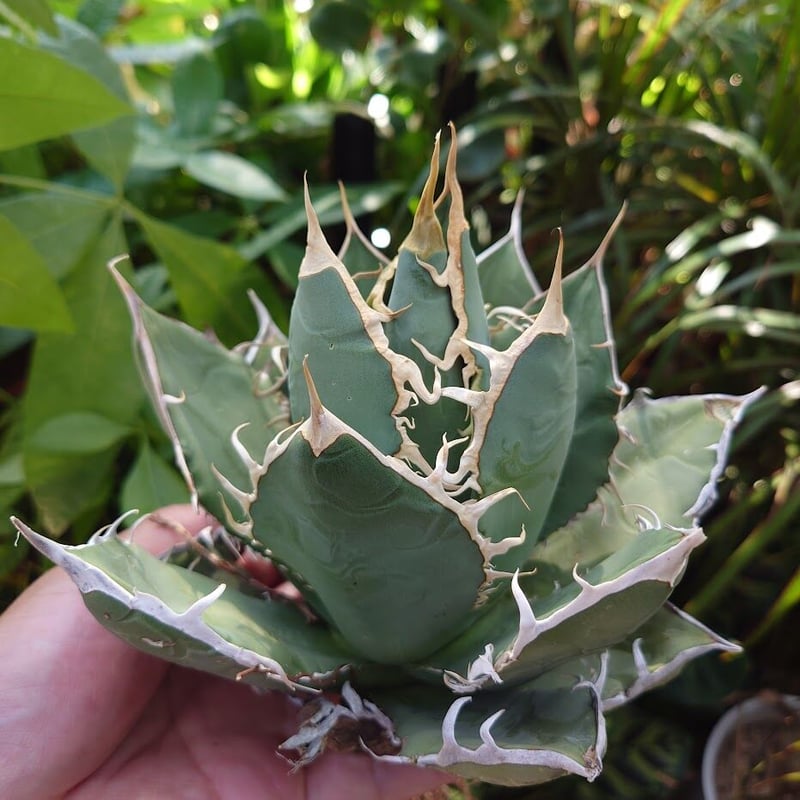 アガベ チタノタ オアハカ Agave titanota Oaxaca 18