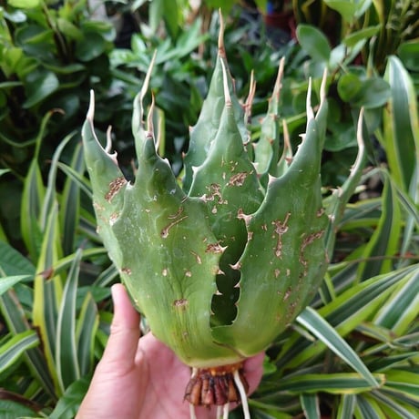 アガベ モンタナ Agave Montana 1 【送料無料】