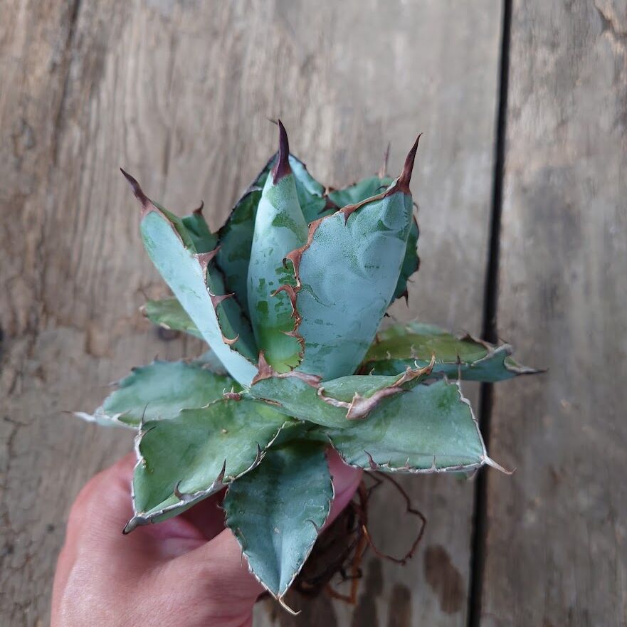 アガベ チタノタ ブラックアンドブルー Agave titanota アガベ チタノタ ブラックアンドブルー Agave titanota