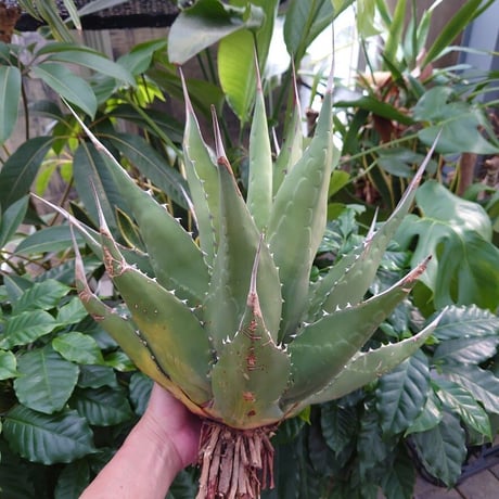 アガベ ジェントリー ジョーズ agave gentryi "Jaws" J5