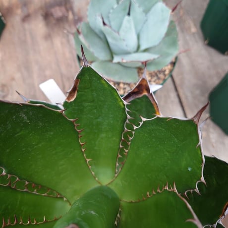 アガベ ホリダ agave horrida 2 【大株・美株】