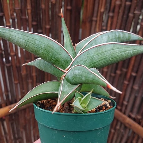 【送料無料】子株付き Sansevieria sp. 'Johannesburg' ロリダ Lav.23395 サンスベリア ヨハネスブルク