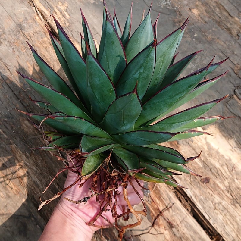 no.2 アガベ ブルーグロウ agave blue grow 【発根済】 | Mellow no.2 アガベ ブルーグロウ agave blue grow 【発根済】 | Mellow