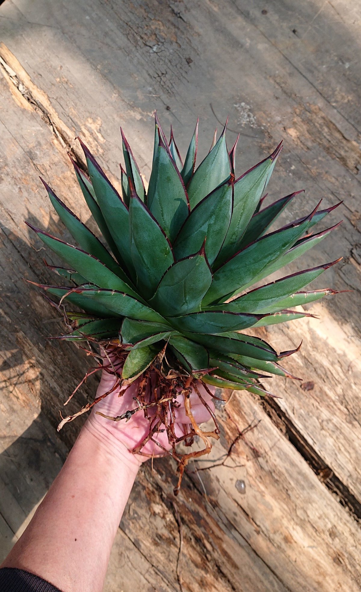 no.2 アガベ ブルーグロウ agave blue grow 【発根済】 | Mellow