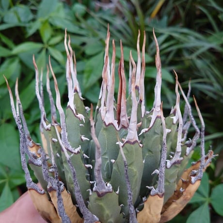 アガベ ユタエンシス ネバデンシス YN27 Agave uthaensis var. nevadensis