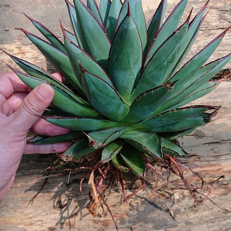 no.2 アガベ ブルーグロウ agave blue grow 【発根済】