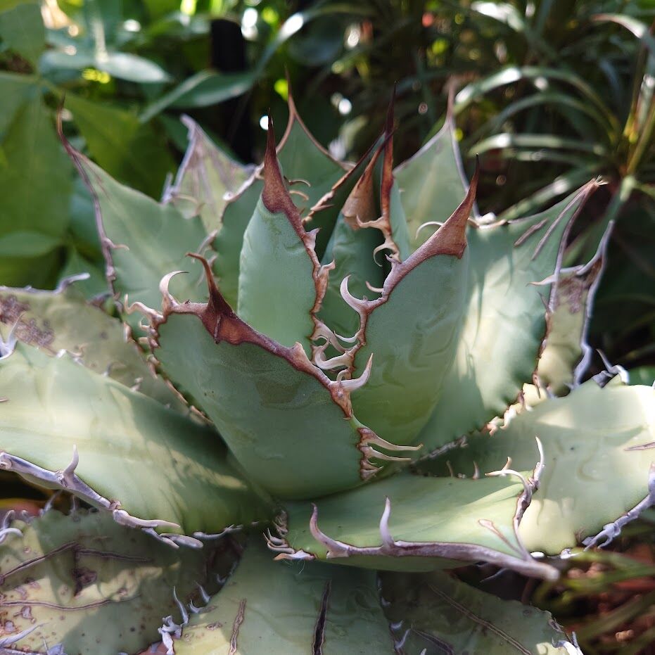 アガベ チタノタ オアハカ Agave titanota Oaxaca 20 | Mellow
