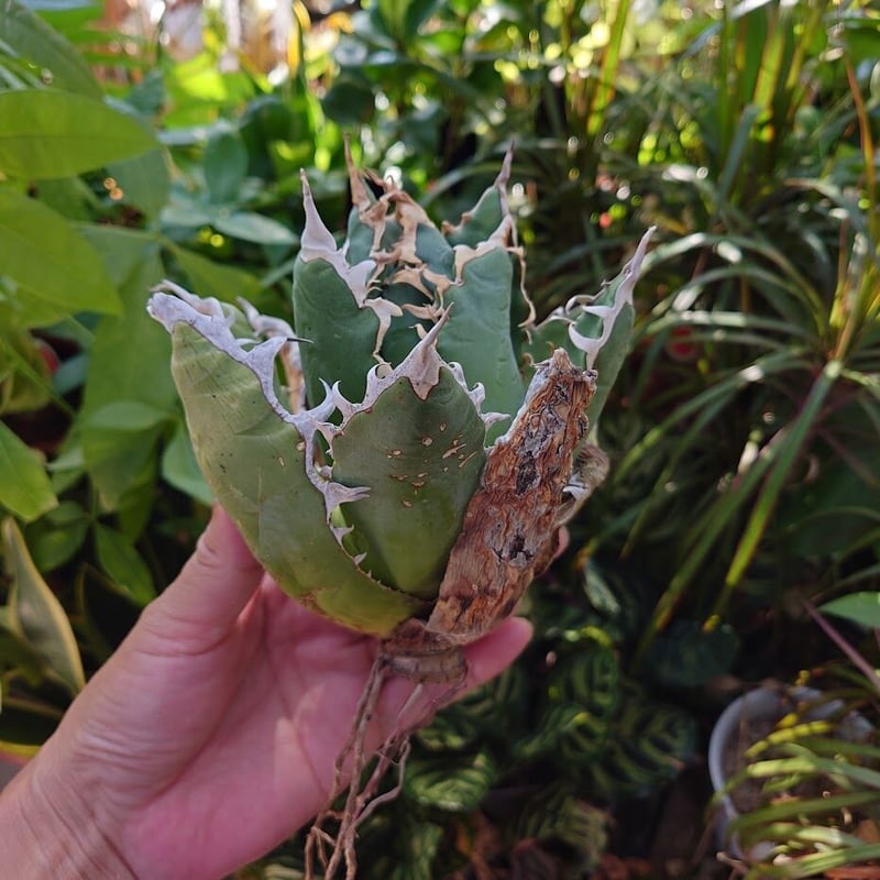 アガベ チタノタ オアハカ Agave titanota Oaxaca 17 | Mellow