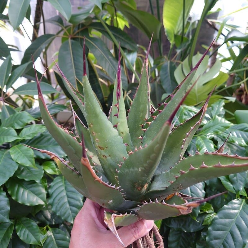 らいぽん　アガベ ジェントリー ジョーズAgave gentryi ‘Ja fit=scale-down,w=1200