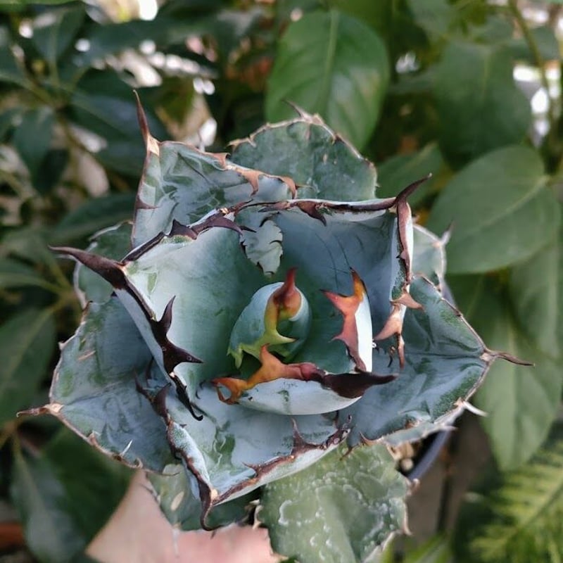 アガベ チタノタ ブラックアンドブルー Agave titanota アガベ チタノタ ブラックアンドブルー Agave titanota