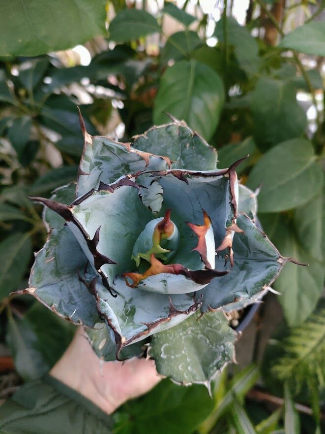 アガベ チタノタ ブラックアンドブルー Agave titanota アガベ チタノタ ブラックアンドブルー Agave titanota