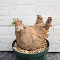 キフォステンマ マクロプス 7 Cyphostemma uter macropus 【発根済】