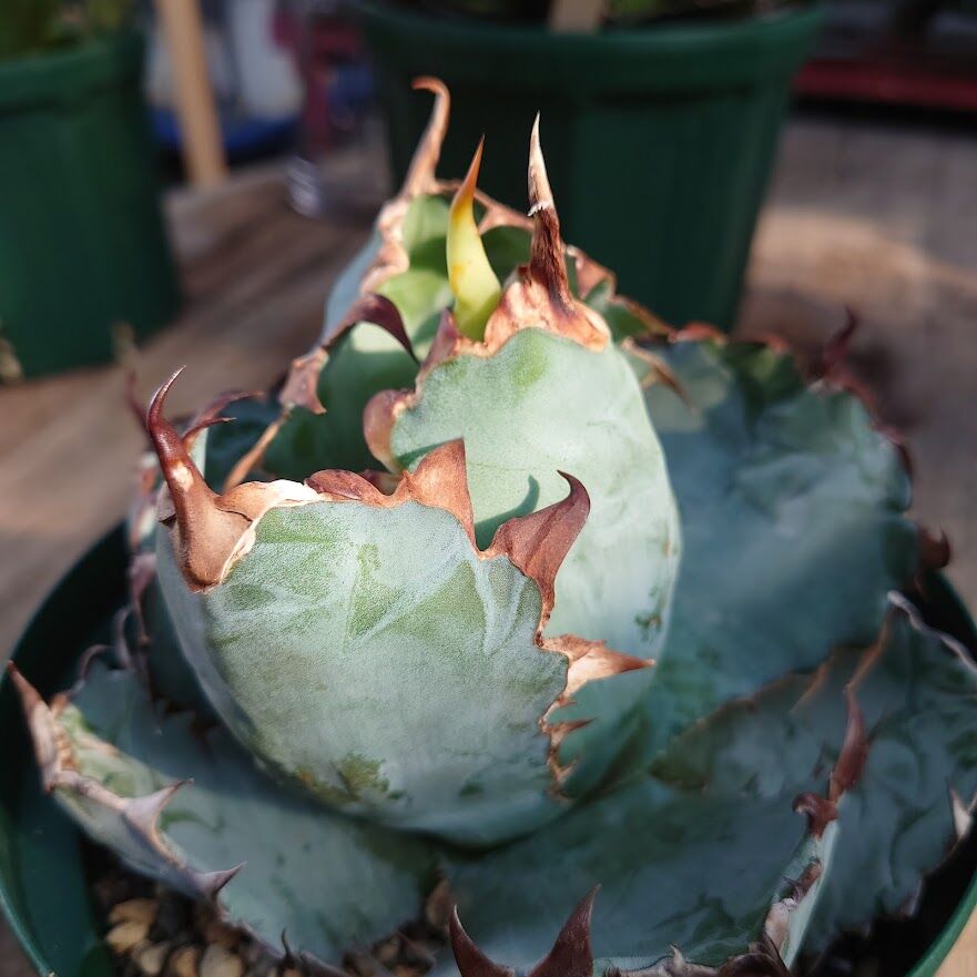 アガベ チタノタ ブラックアンドブルー Agave titanota アガベ チタノタ ブラックアンドブルー Agave titanota