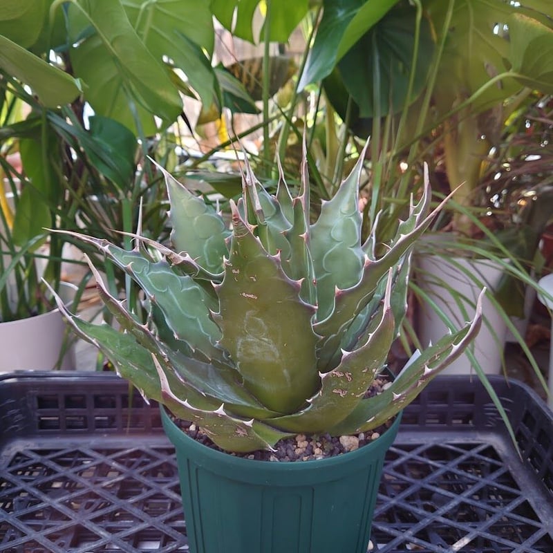 アガベ モンタナ Agave Montana 1 【送料無料】 | Mellow Yard アガベ モンタナ Agave Montana 1 【送料無料】 | Mellow Yard