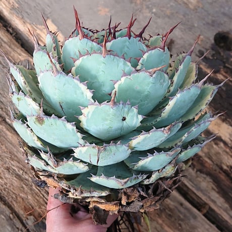 アガベ ポタトルム 吉祥冠錦 agave potatorum ‘Kissho Kan’ variegata 【発根済】