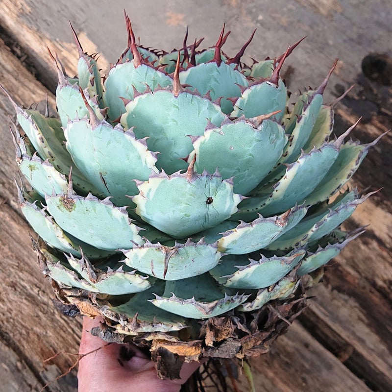 アガベ ポタトルム 吉祥冠錦 agave potatorum 'Kissho Kan' var アガベ ポタトルム 吉祥冠錦 agave potatorum 'Kissho Kan' var