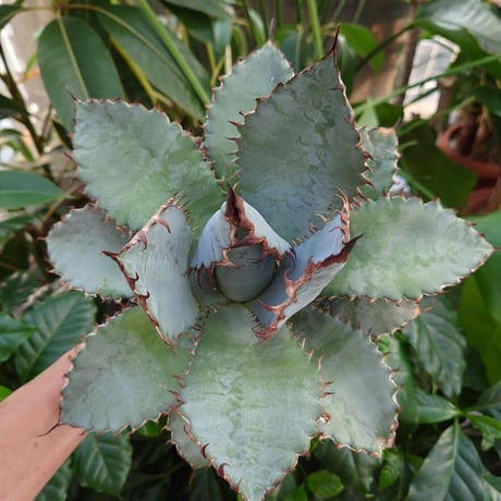 アガベ チタノタ ライオンズメーン メイン Agave titanota Lion's Mane  L10