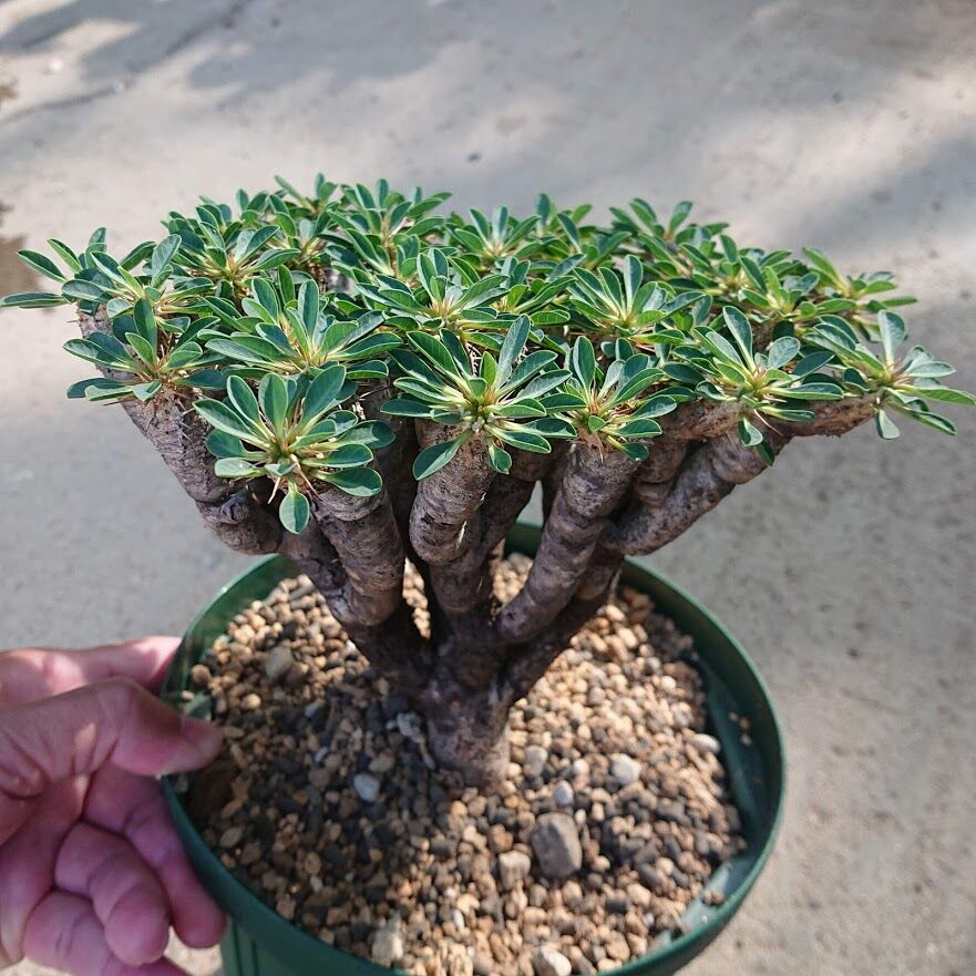 ノ163 「現地株」ユーフォルビア ギラウミニアナ小【4/1最新到着