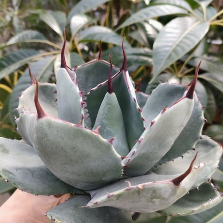 アガベ パリー トランカータ agave parryi truncata P2
