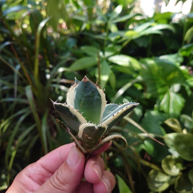 ［発根活着済］アガベ　チタノタ　スナグルトゥース アガベ チタノタ スナグルトゥース ST23 | Mellow Yard