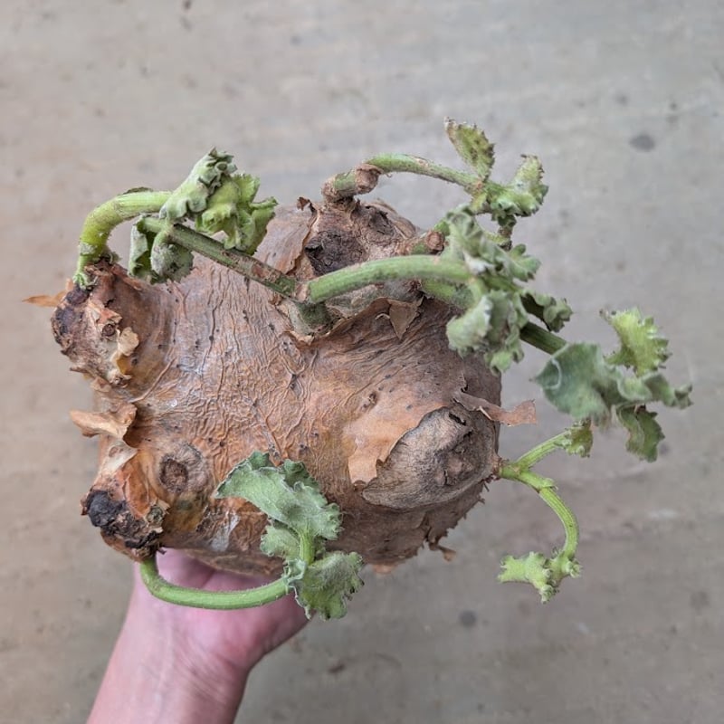 y*i様 キフォステンマ ウター マクロプス Cyphostemma macro Cyphostemma uter var. macropus