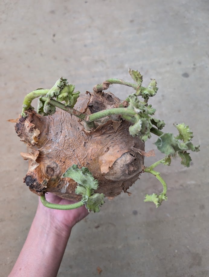 キフォステンマ マクロプス 4 Cyphostemma uter macropus 【発根