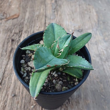 no.4 アガベ チタノタ Agave titanota 【送料全国一律500円】