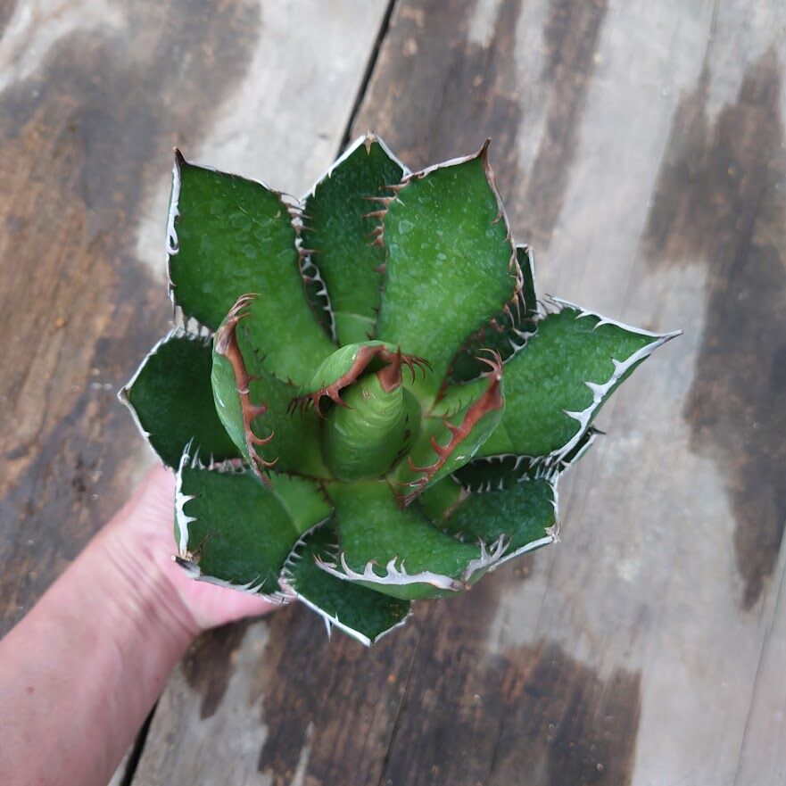 アガベ　ホリダ　Agave horrida No.AHRD001 アガベ ホリダ Agave horrida no.32229 | 芽の巣山