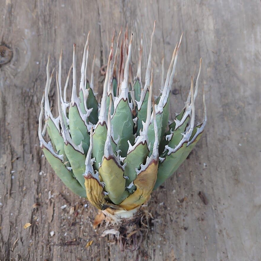 アガベ ユタエンシス ネバデンシス 1 Agave uthaensis var. nevade