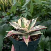 no.1 アガベ ブルーグロウ agave blue grow 【発根済】 | Mellow