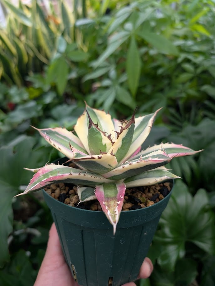 アガベ チタノタ スナグルトゥース 15 アガベ チタノタ スナグルトゥース ST15 | Mellow Yard