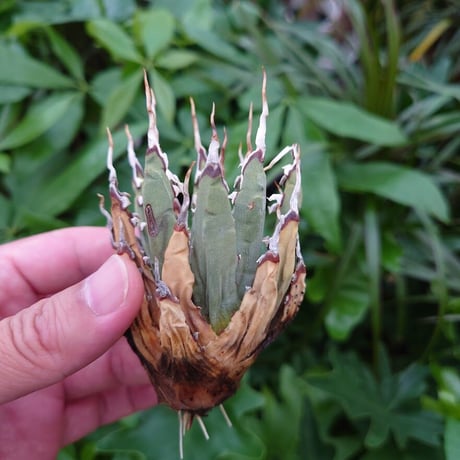 アガベ ユタエンシス ネバデンシス YN2 Agave uthaensis var. nevadensis
